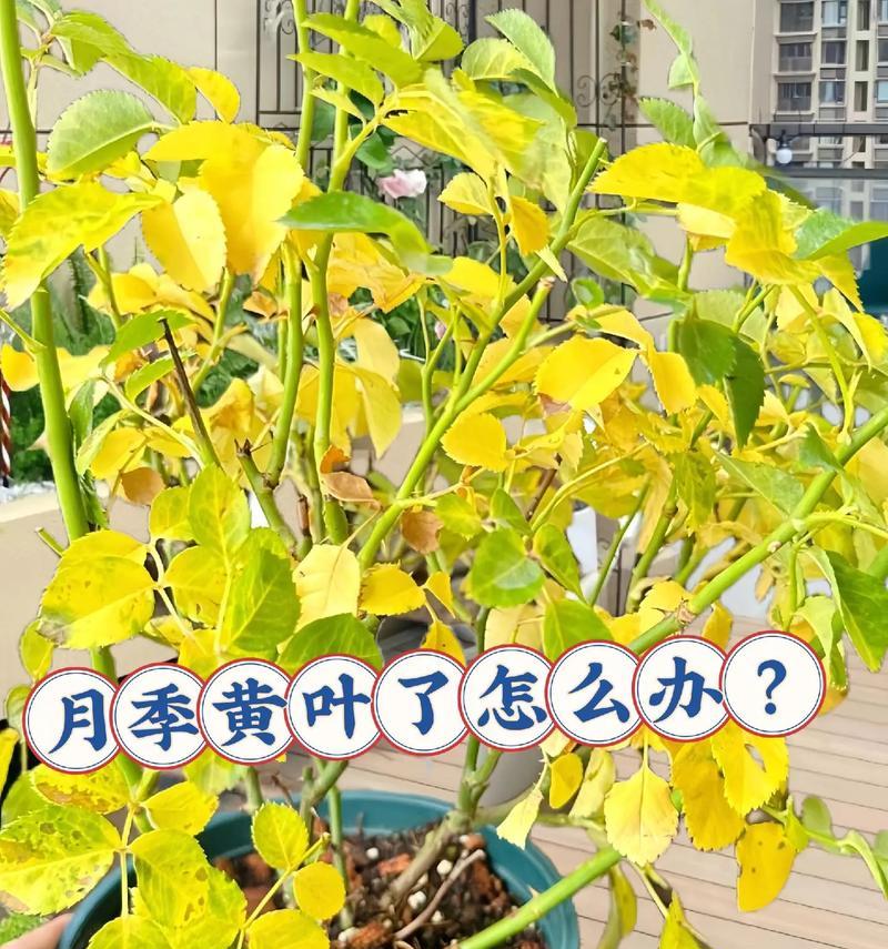 月季花剪枝后叶子发黄脱落？补救措施有哪些？