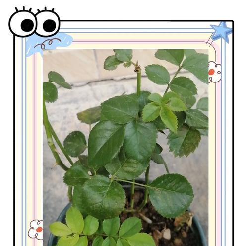 月季花剪枝后叶子发黄脱落？补救措施有哪些？