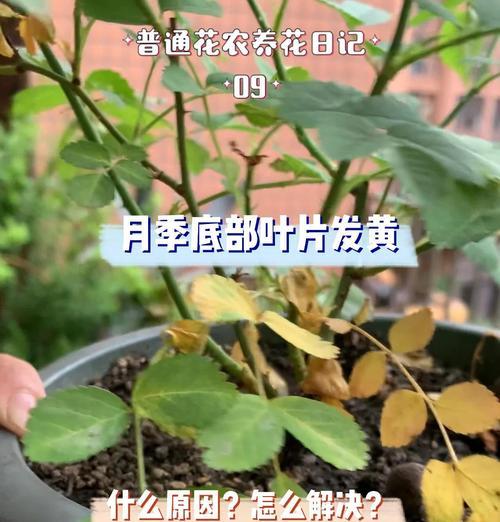 月季花剪枝后叶子发黄脱落？补救措施有哪些？