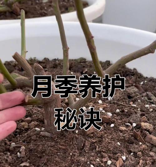 羊粪埋月季的最佳方法是什么？