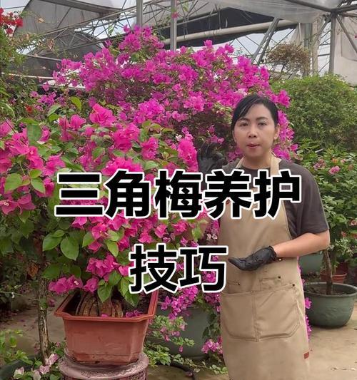 厦门三角梅开花秘诀是什么？