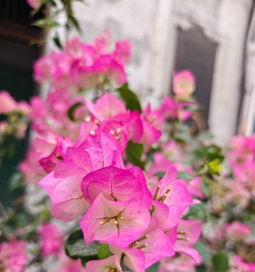 厦门三角梅开花秘诀是什么？