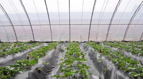 草莓掉顶栽培技术要点是什么？如何有效防止？