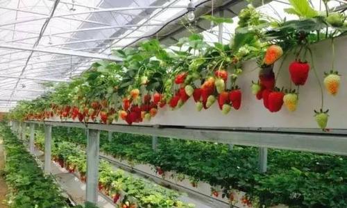 草莓掉顶栽培技术要点是什么？如何有效防止？