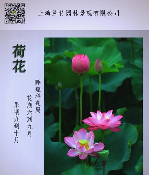栽培大型荷花需要哪些技术要求？如何进行养护？