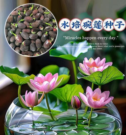 栽培大型荷花需要哪些技术要求？如何进行养护？