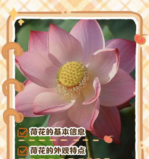 栽培大型荷花需要哪些技术要求？如何进行养护？