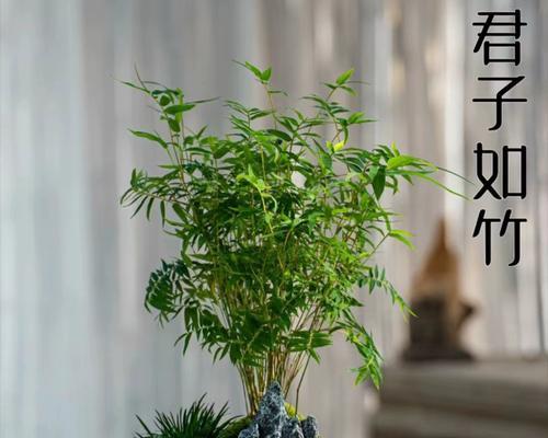 黄杆小竹子盆景的养护方法是什么？有哪些技巧？