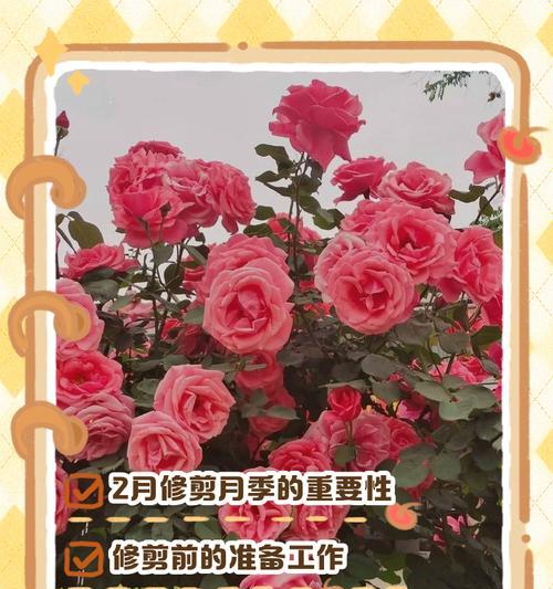 月季新芽修剪的最佳时机是什么时候？如何正确修剪？