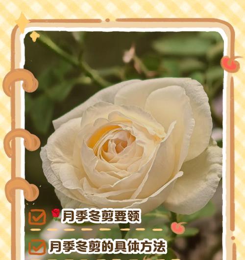 月季新芽修剪的最佳时机是什么时候？如何正确修剪？