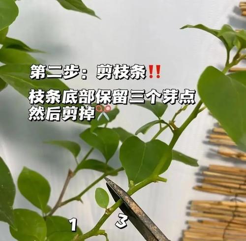 三角梅发枝芽的处理方法是什么？如何促进三角梅更多发枝？