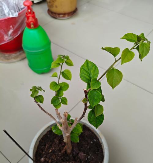 三角梅发枝芽的处理方法是什么？如何促进三角梅更多发枝？