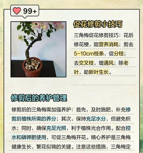 三角梅发枝芽的处理方法是什么？如何促进三角梅更多发枝？
