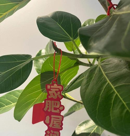 孟加拉榕叶子发黄怎么回事？可能的原因和解决方法是什么？