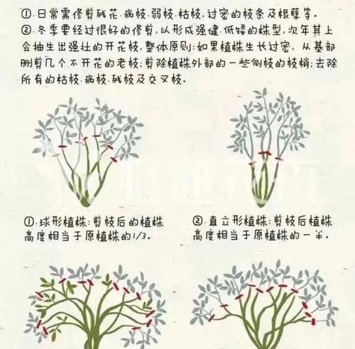 月季怎么绑铁丝？绑铁丝对月季有什么好处？