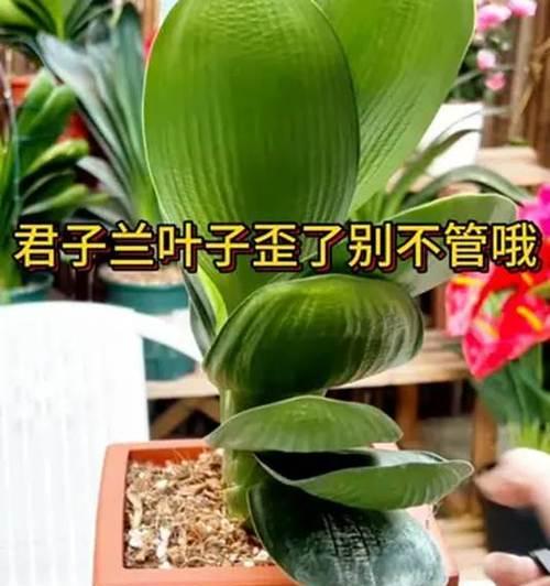 君子兰叶子不散开怎么办？