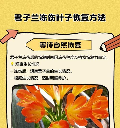 君子兰叶子不散开怎么办？