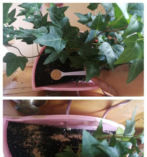 自制植物肥料的有效方法是什么？