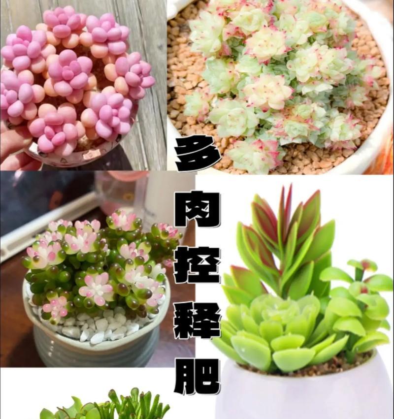 自制植物肥料的有效方法是什么？