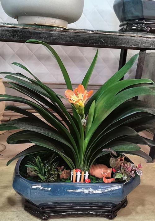 君子兰应该使用哪种花盆？