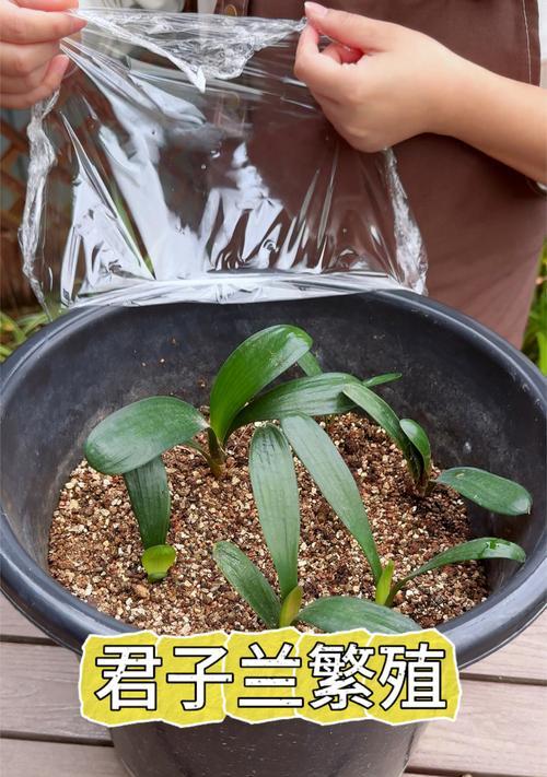 君子兰应该使用哪种花盆？