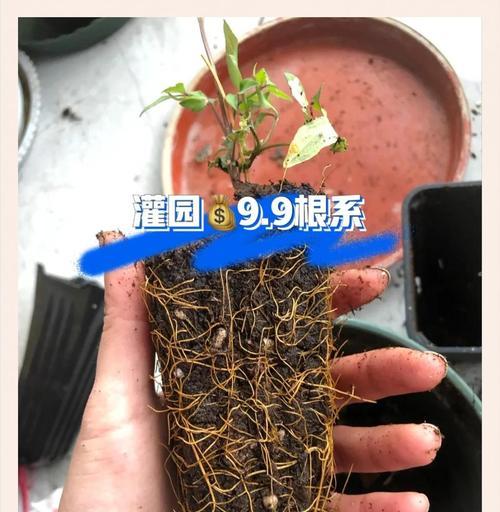 铁线莲小盆苗的正确种植步骤？