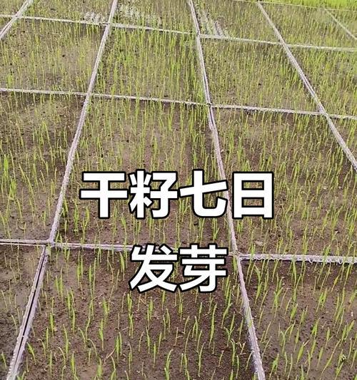 播种的种子是什么意思？