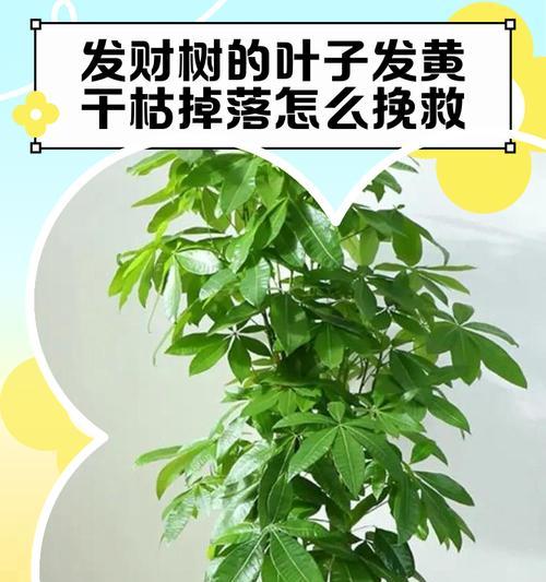 平安树叶子发黄枯萎如何挽救？有效方法有哪些？