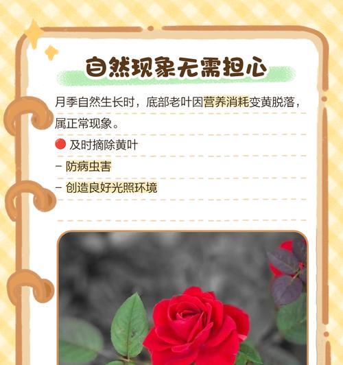 月季叶子发黄枯萎怎么修剪？修剪方法及注意事项有哪些？