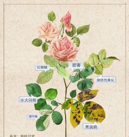 月季叶子发黄枯萎怎么修剪？修剪方法及注意事项有哪些？