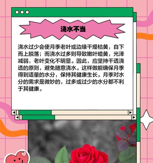 月季叶子发黄枯萎怎么修剪？修剪方法及注意事项有哪些？