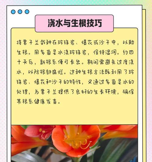 鸳鸯君子兰生长缓慢怎么办？如何促进快速生长？
