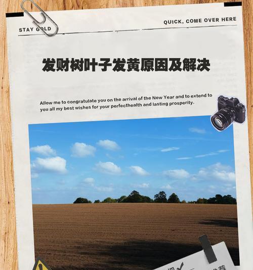 黑皮树叶子发黄的处理方法是什么？