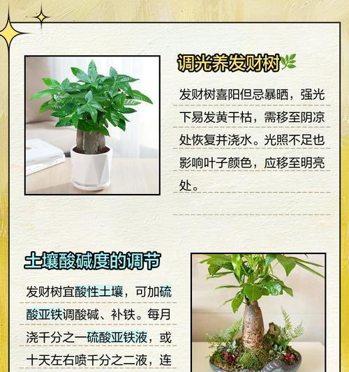 黑皮树叶子发黄的处理方法是什么？