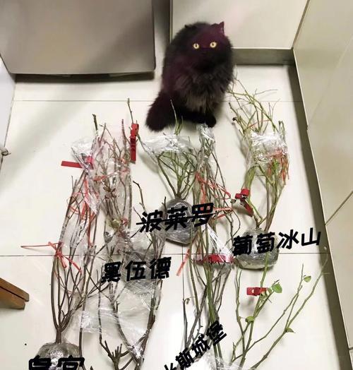 罗衣月季浇水方法是什么？