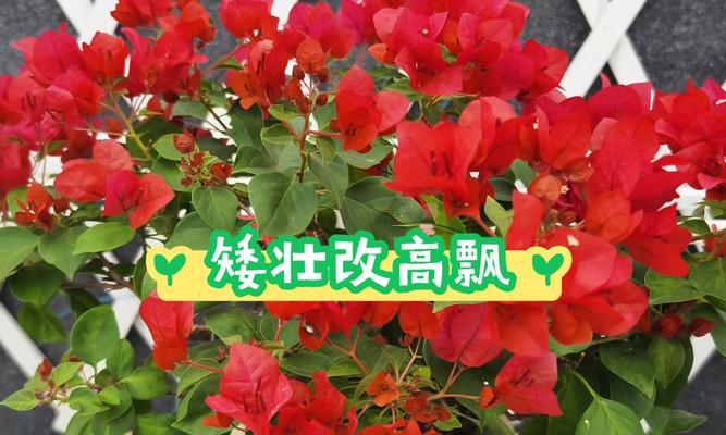 三角梅小苗高飘如何打理？有哪些注意事项？