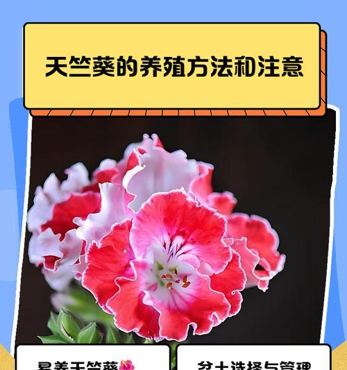 粉白条纹天竺葵的养殖技巧是什么？