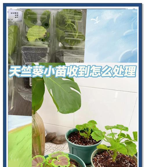 粉白条纹天竺葵的养殖技巧是什么？