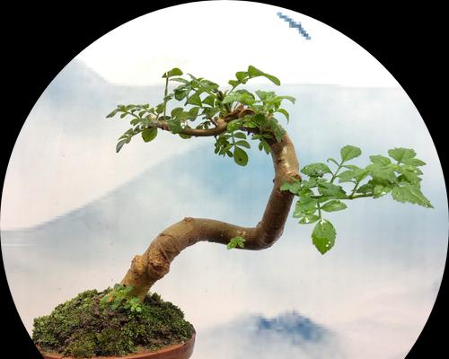 盆景布局更改方法？如何调整更美观？