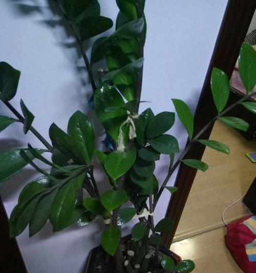 黑橡树叶子发黄怎么办？可能的原因和解决方法是什么？