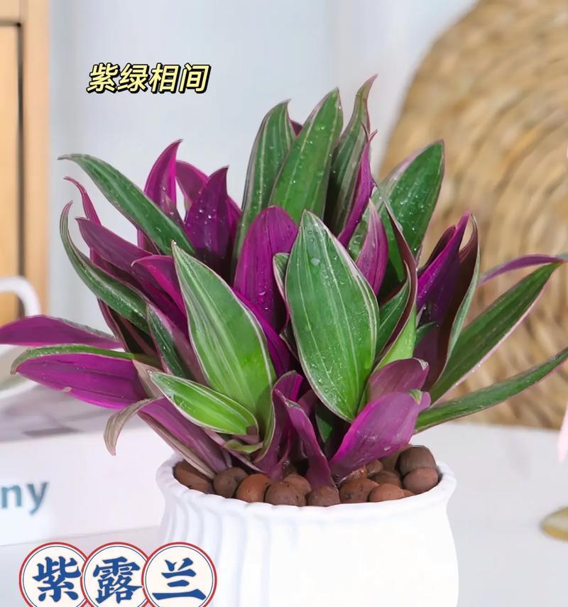 阳台吊蓝适合种植哪些花卉？
