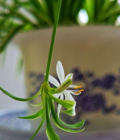 阳台吊蓝适合种植哪些花卉？