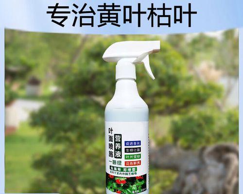 罗汉松叶子发黄了怎么办？如何处理？