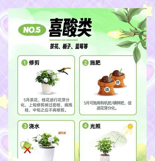 月季粉黛栽培需要注意哪些技术要点？