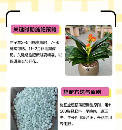 君子兰小苗施什么肥效果好？施肥指南？