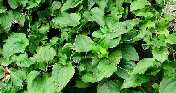 栽培瘸子植物需要掌握哪些技术？