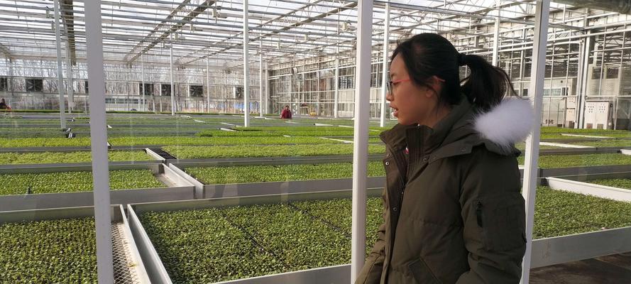 栽培瘸子植物需要掌握哪些技术？