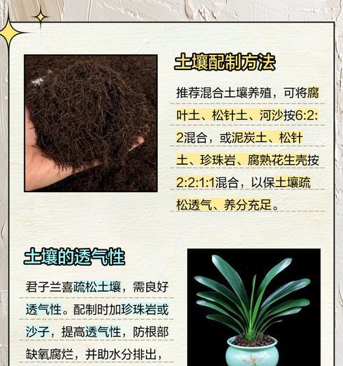 君子兰种植土的正确养护方法有哪些？