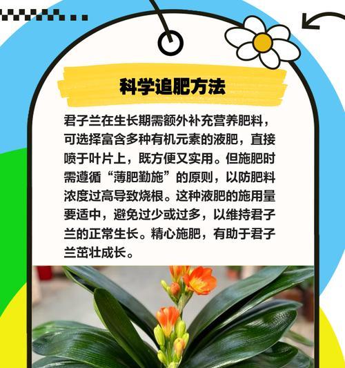 君子兰窗台养殖叶子发黄的原因及解决办法？