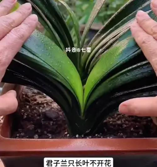 君子兰窗台养殖叶子发黄的原因及解决办法？